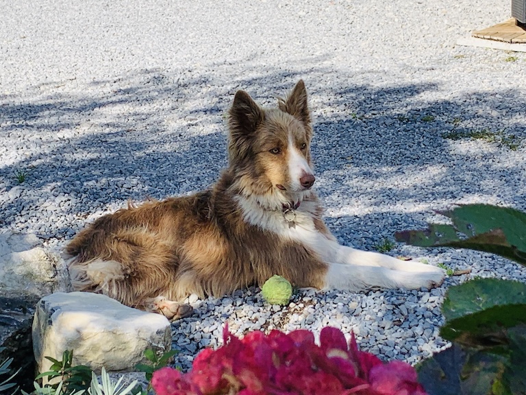 I due border collie di casa sotto il portico