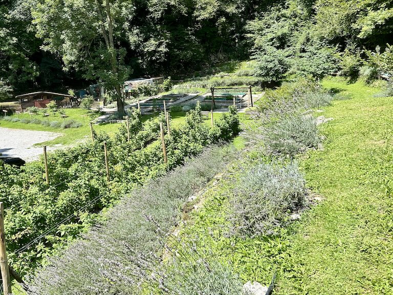 File di lavanda e l'orto della casa